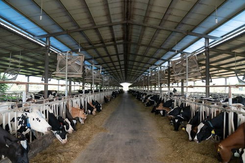 借創(chuàng)建國(guó)家食品安全示范城市東風(fēng) 助菏澤食品產(chǎn)業(yè)轉(zhuǎn)型升級(jí) 食用農(nóng)產(chǎn)品批發(fā)